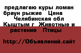предлагаю куры ломан браун рыжие › Цена ­ 300 - Челябинская обл., Кыштым г. Животные и растения » Птицы   